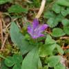 Campanula glomerata