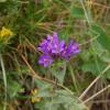 Campanula glomerata