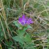 Campanula glomerata