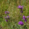 Campanula glomerata