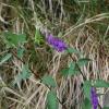 Campanula latifolia