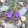 Campanula medium