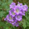 Campanula medium