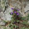 Campanula medium