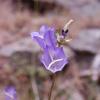 Campanula persicifolia