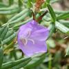 Campanula persicifolia