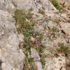 Campanula rotundifolia