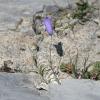 Campanula rotundifolia