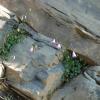 Campanula rotundifolia