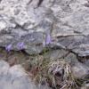 Campanula scheuchzeri