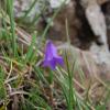 Campanula scheuzeri