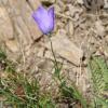 Campanula scheuzeri