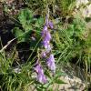 Campanula trachelium