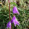 Campanula trachelium