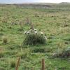 Carlina acaulis