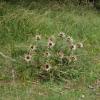 Carlina acaulis