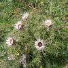 Carlina acaulis