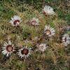 Carlina acaulis