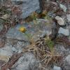 Carlina vulgaris