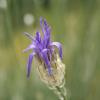 Catananche cerulea