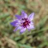 Catananche coerulea