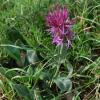 Centaurea jacea