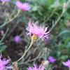 Centaurea jacea