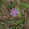 Centaurea jacea