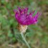 Centaurea jacea