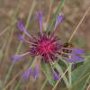 Centaurea montana