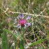 Centaurea montana