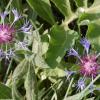 Centaurea montana