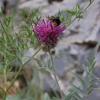 Centaurea negrescens