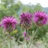 Centaurea nigrescens