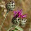 Centaurea scabiosa