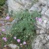 Centaurea scabiosa