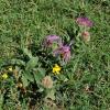 Centaurea uniflora