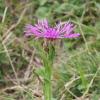 Centaurea uniflora