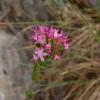 Centaurium eryhtraea