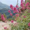 Centranthus ruber