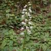 Cephalanthera longifolia