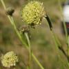 Cephalaria alpina