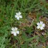 Cerastium arvense