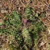 Cirsium acaule