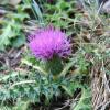 Cirsium acaule