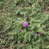 Cirsium acaule