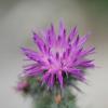 Cirsium arvense