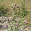 Cirsium eriophorum