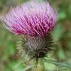 Cirsium eriophorum