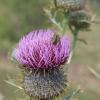 Cirsium eriophorum